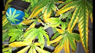 Learn to Spot & Treat POTASSIUM Deficiency - Cannabis Plants ...