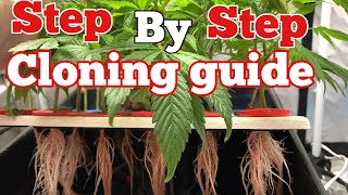 HOW TO CLONE CANNABIS !!!! STEP BY STEP GROW GUIDE - Marijuana Learn