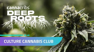 We All Rise. Culture Cannabis Club - Deep Roots - Marijuana Learn