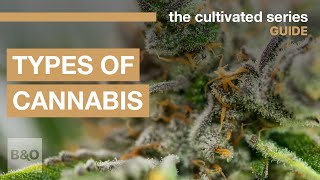 3 Types of Cannabis | Exploring Indica, Sativa and Hybrids - Marijuana ...