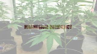 Magnesium Deficiency Cannabis Plants - Sunwest Genetics - Marijuana Learn