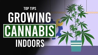 Growing CANNABIS Indoors: Top Tips - Marijuana Learn