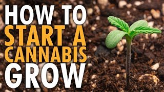 How To Start An Indoor Cannabis Grow Beginners Guide - Marijuana Learn