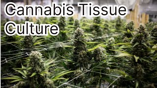 How To: Cannabis Tissue Culture - Marijuana Learn