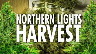 Northern Lights Autoflower Harvest and Dry Weight - Marijuana Learn