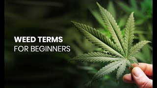 Major Cannabis Terms You Need To Know - Marijuana Learn