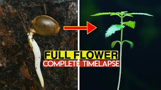 Cannabis Seed to Harvest Full Time-Lapse 4k - Marijuana Learn