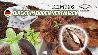 Keimen Von Cannabis-Samen: Direkt In Erde Keimen Methode - Marijuana Learn