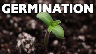 How to Germinate Cannabis Seeds Directly in Soil - Weed, Pot ...