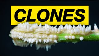 HOW TO CLONE CANNABIS! - Marijuana Learn