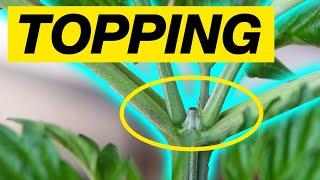 HOW TO TOP A CANNABIS PLANT - TOPPING WEED PLANT GUIDE - Marijuana Learn