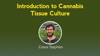 Introduction To Cannabis Tissue Culture - Marijuana Learn