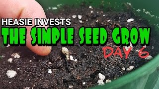 The Simple Seed Grow: Day 6 (veg) - How to plant cannabis seeds in soil ...