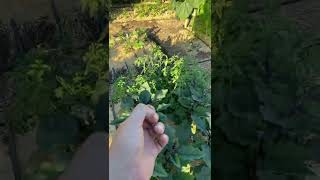 Why I Cut My Seeds Before I Plant Them Marijuana Learn Why I Cut My Seeds Before I Plant Them Marijuana Learn