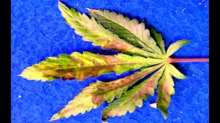 Identifying and Treating Cannabis Diseases #9 :Phosphorus Deficiency ...