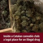 Inside a Catalan cannabis club: a legal place for an illegal drug