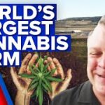 World’s largest cannabis farm stationed in Queensland | 9 News Australia
