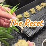 S2:E1 – The Reset with Pineapple Chunk 🍍