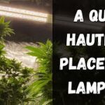 A QUEL HAUTEUR PLACER SA LAMPE DE CULTURE ?