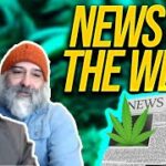 Cannabis News of The Week | Cannabis Legalization News
