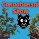 Cannabonsai Show Episode Three, Mephisto Grow-off