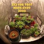 HGZ Male Call.  DWC Hydroponics, Coco Coir and New Outdoor Auto Zone grow.