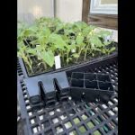 Epic 6 Cell Seed Starting Tray – Final review & thoughts!