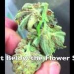 Marijuana OOZING Resin-Sap-Sugar out Of Buds Sites | Cannabis Odyssey #2 | Buds leak sap resin