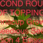 DUTCH GROWERS GROW JOURNAL / Second round of topping! / CANNA-CUP Grow / Season 4 Episode 3