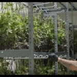 Craft Kings   Craft Cannabis Marijuana Growing Process
