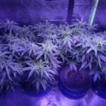 Aeroponics system cannabis grow 2/9