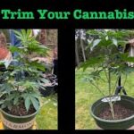How to Trim Cannabis Plants before Flowering Them