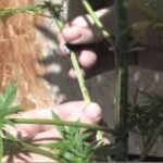 Medical Marijuana: How to Air-Layer as a cloning technique