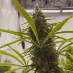 State Medical Marijuana Commission Pauses Licensing | Sept 1, 2023 | News 19 at 4 p.m.