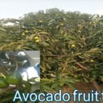 How to care Avacado fruit plant