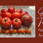 Tomatoes: From Seed to Harvest – Virginia Zone 6b/7a