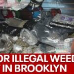 Major illegal weed bust in Brooklyn
