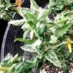 How To Successfully Revert A Marijuana Plant From Bloom To Vedge In 2- 4 Weeks!