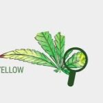 How to detect deficiencies & mix best nutrients For Cannabis?
