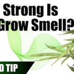 How Much Does Cannabis Smell While Growing?