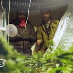 How Amsterdam Weed Dealers Get Around the 500g Limit | WEEDIQUETTE