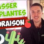 Comment faire passer ses plantes en floraison pour une culture indoor ?